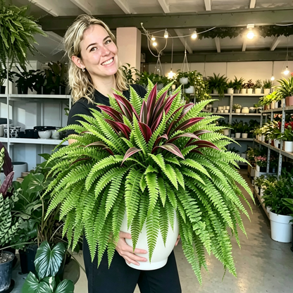 💥Summer Special🔥Designed for Outdoor Decor  Artificial Fern & Red Dracaena Decorative Plants – Full, Lush & Helps Resist Fading!