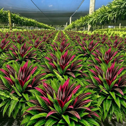 💥Summer Special🔥Designed for Outdoor Decor  Artificial Fern & Red Dracaena Decorative Plants – Full, Lush & Helps Resist Fading!